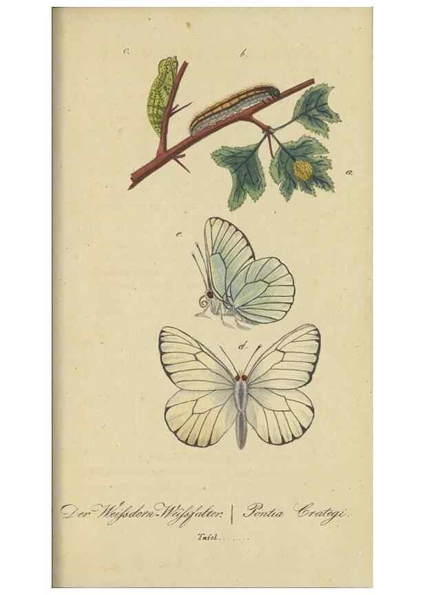 Reproducción/Reproduction 46889757145: Fauna Boica, oder, Gemeinnützige Naturgeschichte der Thiere Bayerns,. Nürnberg :In der C.H. Zeh'schen Buchhandlung,[1834]. 