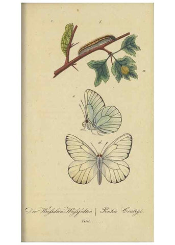Reproducción/Reproduction 46889757145: Fauna Boica, oder, Gemeinnützige Naturgeschichte der Thiere Bayerns,. Nürnberg :In der C.H. Zeh'schen Buchhandlung,[1834]. 