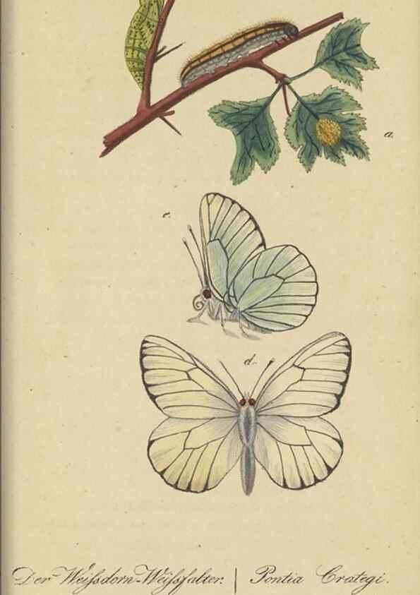 Reproducción/Reproduction 46889757145: Fauna Boica, oder, Gemeinnützige Naturgeschichte der Thiere Bayerns,. Nürnberg :In der C.H. Zeh'schen Buchhandlung,[1834]. 