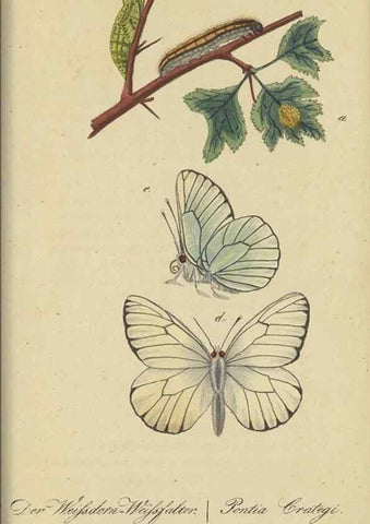 Reproducción/Reproduction 46889757145: Fauna Boica, oder, Gemeinnützige Naturgeschichte der Thiere Bayerns,. Nürnberg :In der C.H. Zeh'schen Buchhandlung,[1834]. 