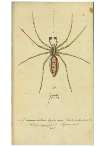 Reproducción/Reproduction 40843711003: Fauna Boica, oder, Gemeinnützige Naturgeschichte der Thiere Bayerns,. Nürnberg :In der C.H. Zeh'schen Buchhandlung,[1834]. 