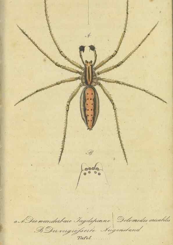 Reproducción/Reproduction 40843711003: Fauna Boica, oder, Gemeinnützige Naturgeschichte der Thiere Bayerns,. Nürnberg :In der C.H. Zeh'schen Buchhandlung,[1834]. 