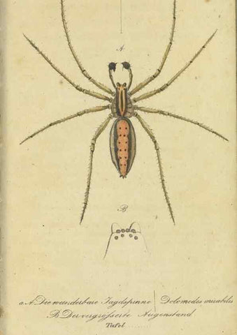 Reproducción/Reproduction 40843711003: Fauna Boica, oder, Gemeinnützige Naturgeschichte der Thiere Bayerns,. Nürnberg :In der C.H. Zeh'schen Buchhandlung,[1834]. 