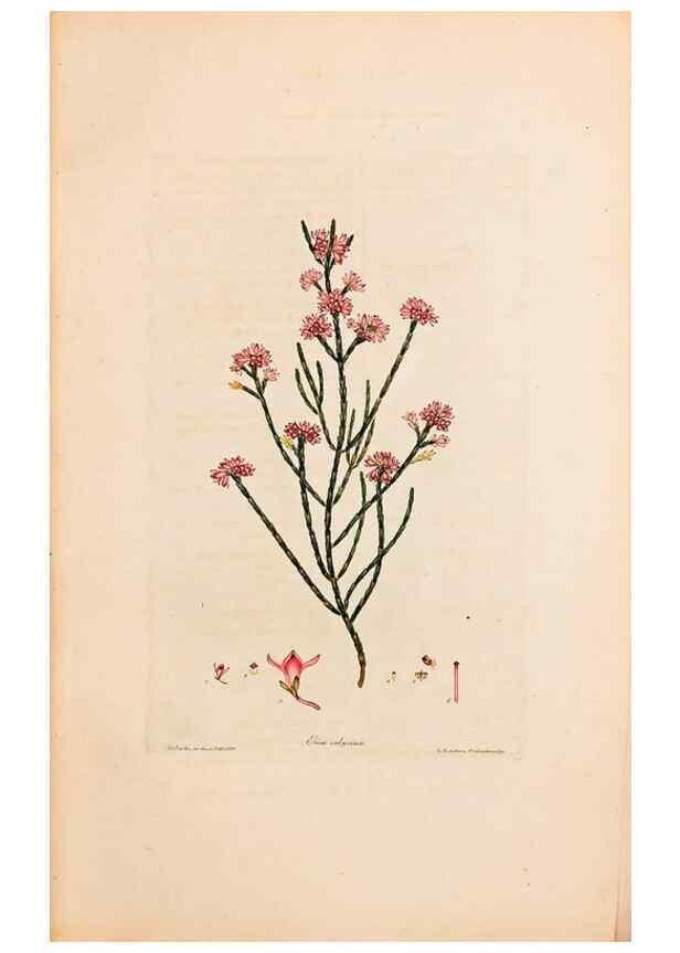 Reproducción/Reproduction 47051134184: Coloured engravings of heaths :. London :Published by the Author. Printed by T. Bensley,1802-09 [1830?]. 
