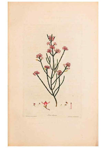 Reproducción/Reproduction 47051134184: Coloured engravings of heaths :. London :Published by the Author. Printed by T. Bensley,1802-09 [1830?]. 