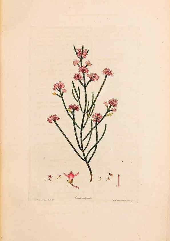 Reproducción/Reproduction 47051134184: Coloured engravings of heaths :. London :Published by the Author. Printed by T. Bensley,1802-09 [1830?]. 