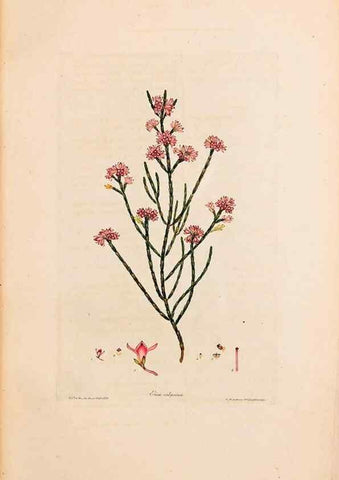 Reproducción/Reproduction 47051134184: Coloured engravings of heaths :. London :Published by the Author. Printed by T. Bensley,1802-09 [1830?]. 