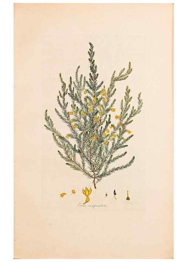 Reproducción/Reproduction 47051134664: Coloured engravings of heaths :. London :Published by the Author. Printed by T. Bensley,1802-09 [1830?]. 