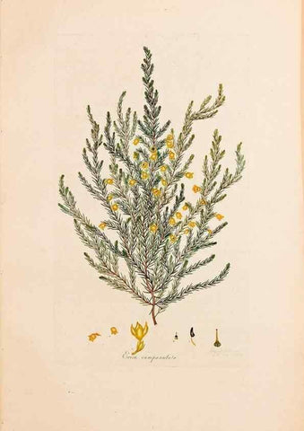 Reproducción/Reproduction 47051134664: Coloured engravings of heaths :. London :Published by the Author. Printed by T. Bensley,1802-09 [1830?]. 