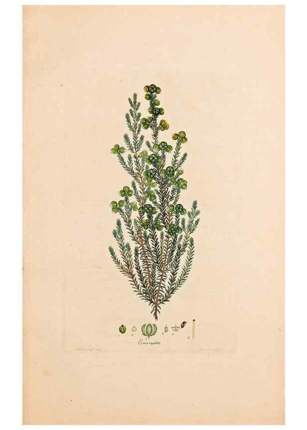Reproducción/Reproduction 32896765547: Coloured engravings of heaths :. London :Published by the Author. Printed by T. Bensley,1802-09 [1830?]. 