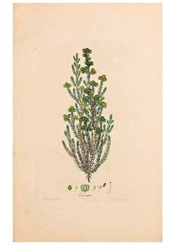 Reproducción/Reproduction 32896765547: Coloured engravings of heaths :. London :Published by the Author. Printed by T. Bensley,1802-09 [1830?]. 