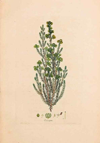 Reproducción/Reproduction 32896765547: Coloured engravings of heaths :. London :Published by the Author. Printed by T. Bensley,1802-09 [1830?]. 
