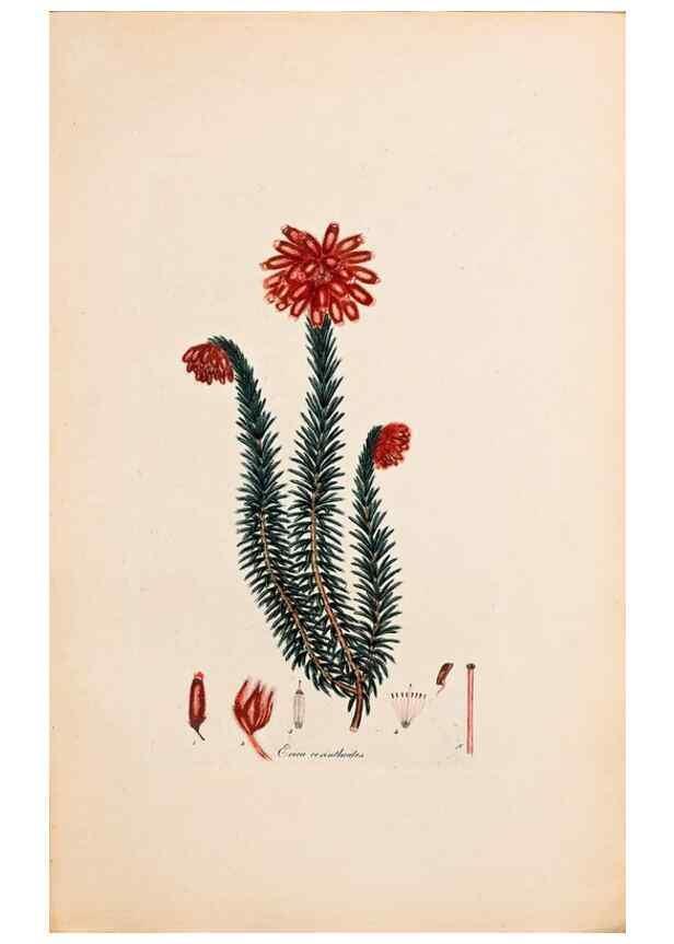 Reproducción/Reproduction 47051135604: Coloured engravings of heaths :. London :Published by the Author. Printed by T. Bensley,1802-09 [1830?]. 