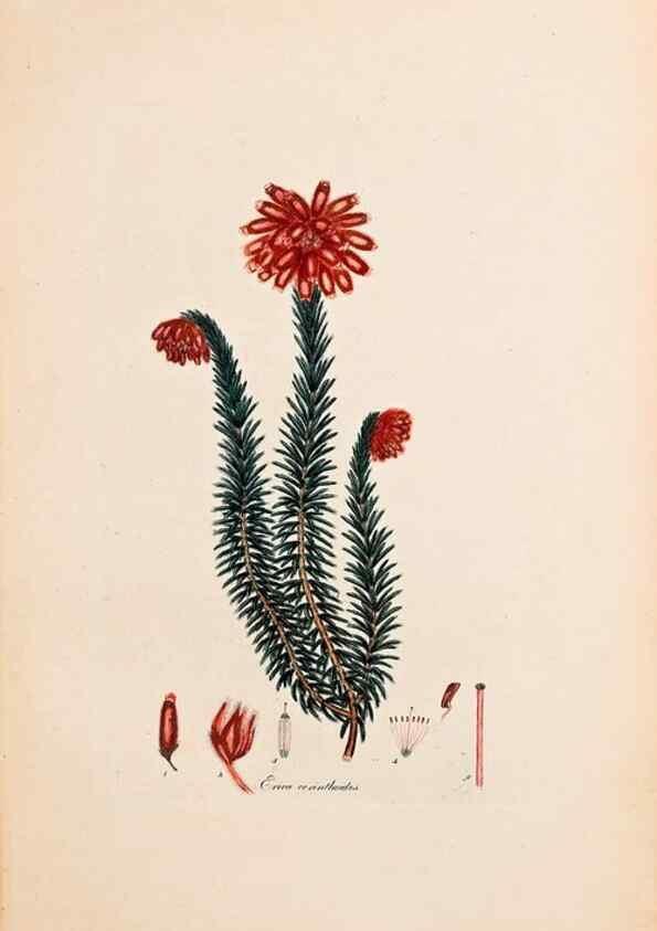 Reproducción/Reproduction 47051135604: Coloured engravings of heaths :. London :Published by the Author. Printed by T. Bensley,1802-09 [1830?]. 