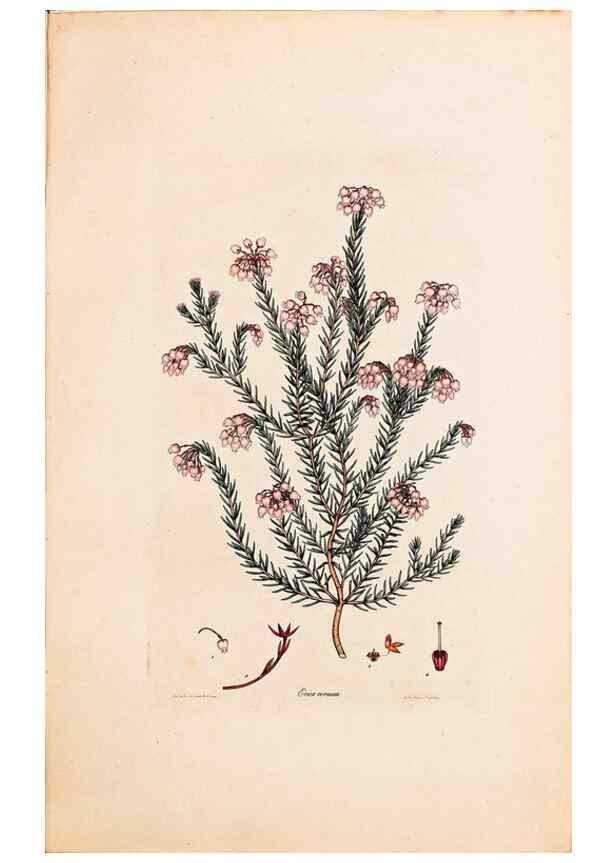 Reproducción/Reproduction 47051136034: Coloured engravings of heaths :. London :Published by the Author. Printed by T. Bensley,1802-09 [1830?]. 
