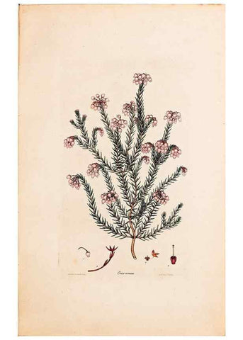 Reproducción/Reproduction 47051136034: Coloured engravings of heaths :. London :Published by the Author. Printed by T. Bensley,1802-09 [1830?]. 