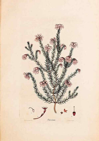 Reproducción/Reproduction 47051136034: Coloured engravings of heaths :. London :Published by the Author. Printed by T. Bensley,1802-09 [1830?]. 
