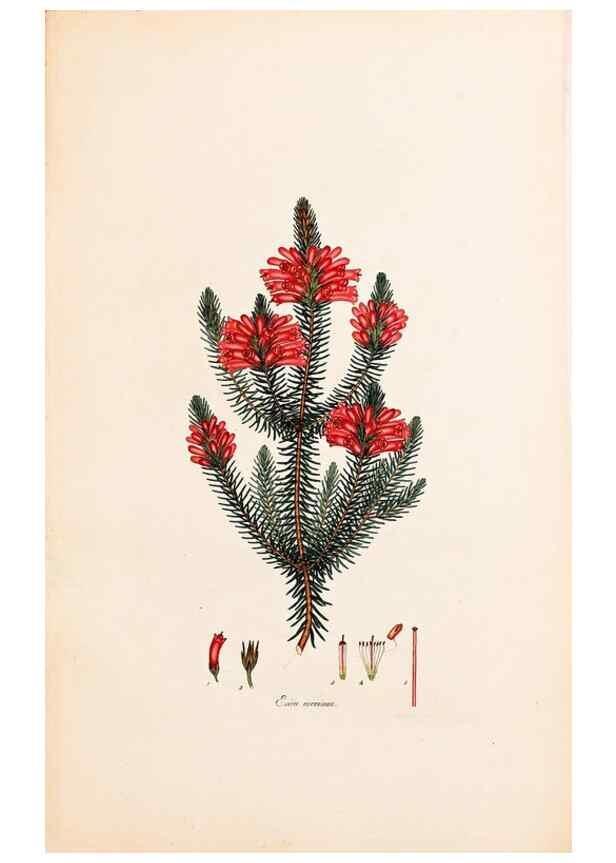 Reproducción/Reproduction 40873960933: Coloured engravings of heaths :. London :Published by the Author. Printed by T. Bensley,1802-09 [1830?]. 