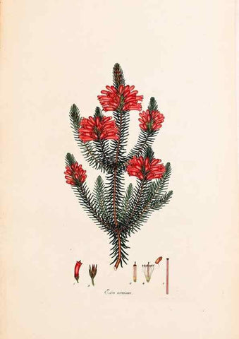 Reproducción/Reproduction 40873960933: Coloured engravings of heaths :. London :Published by the Author. Printed by T. Bensley,1802-09 [1830?]. 