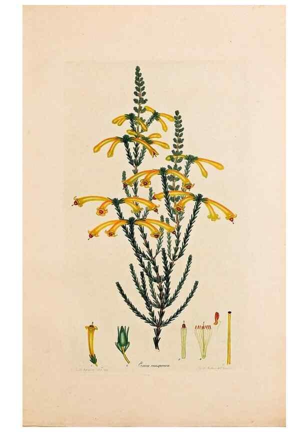 Reproducción/Reproduction 46924382585: Coloured engravings of heaths :. London :Published by the Author. Printed by T. Bensley,1802-09 [1830?]. 