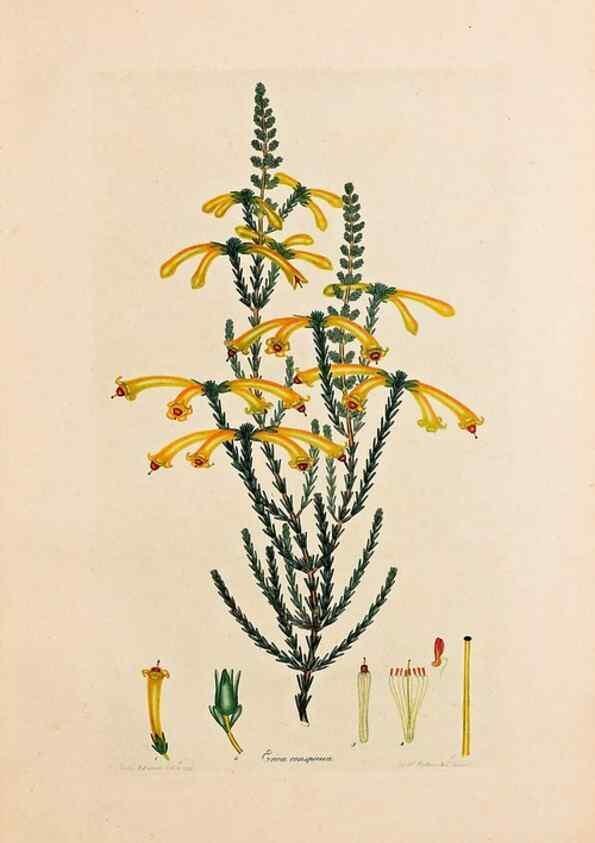 Reproducción/Reproduction 46924382585: Coloured engravings of heaths :. London :Published by the Author. Printed by T. Bensley,1802-09 [1830?]. 