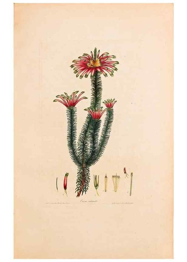 Reproducción/Reproduction 33963342928: Coloured engravings of heaths :. London :Published by the Author. Printed by T. Bensley,1802-09 [1830?]. 