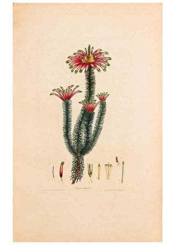 Reproducción/Reproduction 33963342928: Coloured engravings of heaths :. London :Published by the Author. Printed by T. Bensley,1802-09 [1830?]. 