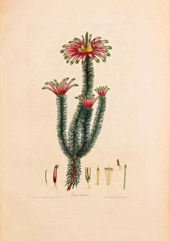 Reproducción/Reproduction 33963342928: Coloured engravings of heaths :. London :Published by the Author. Printed by T. Bensley,1802-09 [1830?]. 