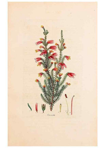 Reproducción/Reproduction 46924384055: Coloured engravings of heaths :. London :Published by the Author. Printed by T. Bensley,1802-09 [1830?]. 