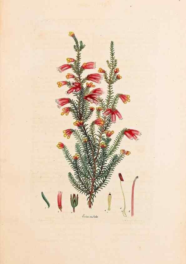 Reproducción/Reproduction 46924384055: Coloured engravings of heaths :. London :Published by the Author. Printed by T. Bensley,1802-09 [1830?]. 