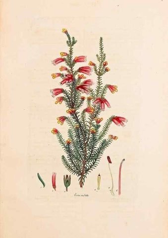 Reproducción/Reproduction 46924384055: Coloured engravings of heaths :. London :Published by the Author. Printed by T. Bensley,1802-09 [1830?]. 
