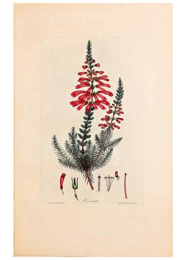 Reproducción/Reproduction 46924384675: Coloured engravings of heaths :. London :Published by the Author. Printed by T. Bensley,1802-09 [1830?]. 