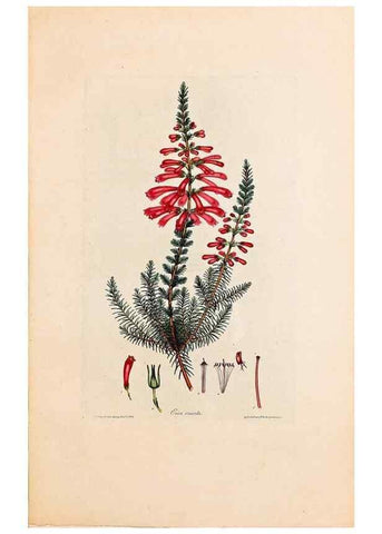 Reproducción/Reproduction 46924384675: Coloured engravings of heaths :. London :Published by the Author. Printed by T. Bensley,1802-09 [1830?]. 