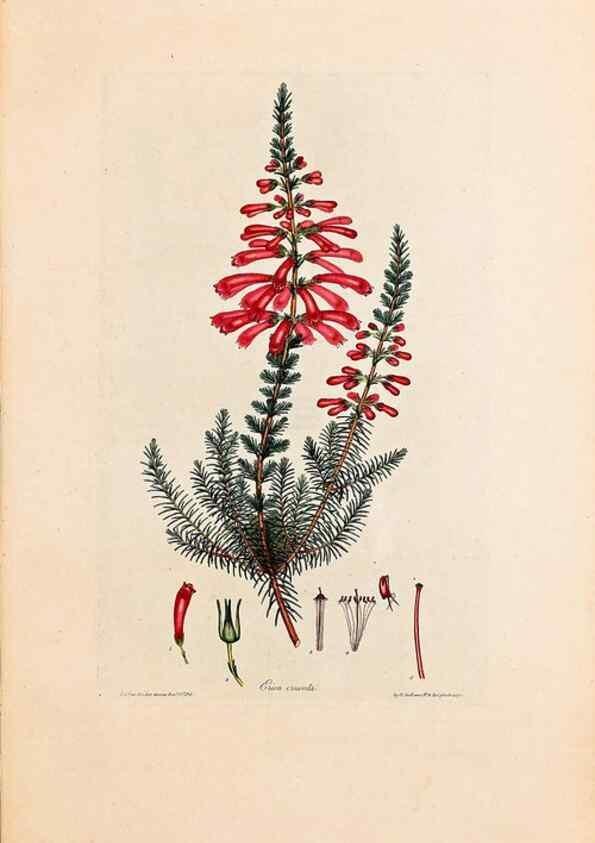 Reproducción/Reproduction 46924384675: Coloured engravings of heaths :. London :Published by the Author. Printed by T. Bensley,1802-09 [1830?]. 