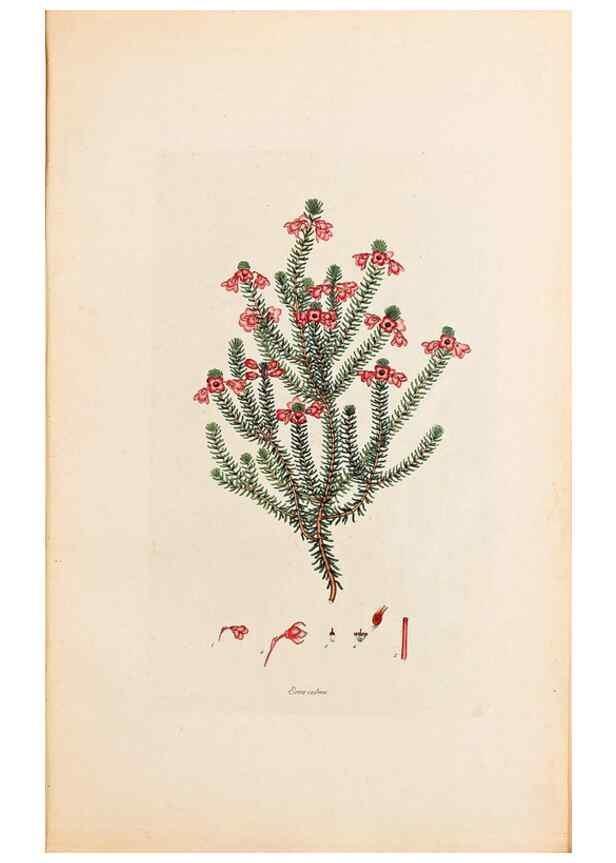 Reproducción/Reproduction 47051138904: Coloured engravings of heaths :. London :Published by the Author. Printed by T. Bensley,1802-09 [1830?]. 