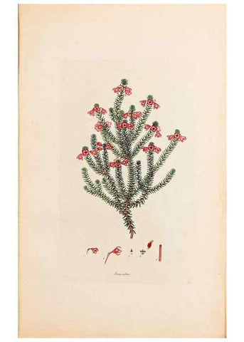 Reproducción/Reproduction 47051138904: Coloured engravings of heaths :. London :Published by the Author. Printed by T. Bensley,1802-09 [1830?]. 