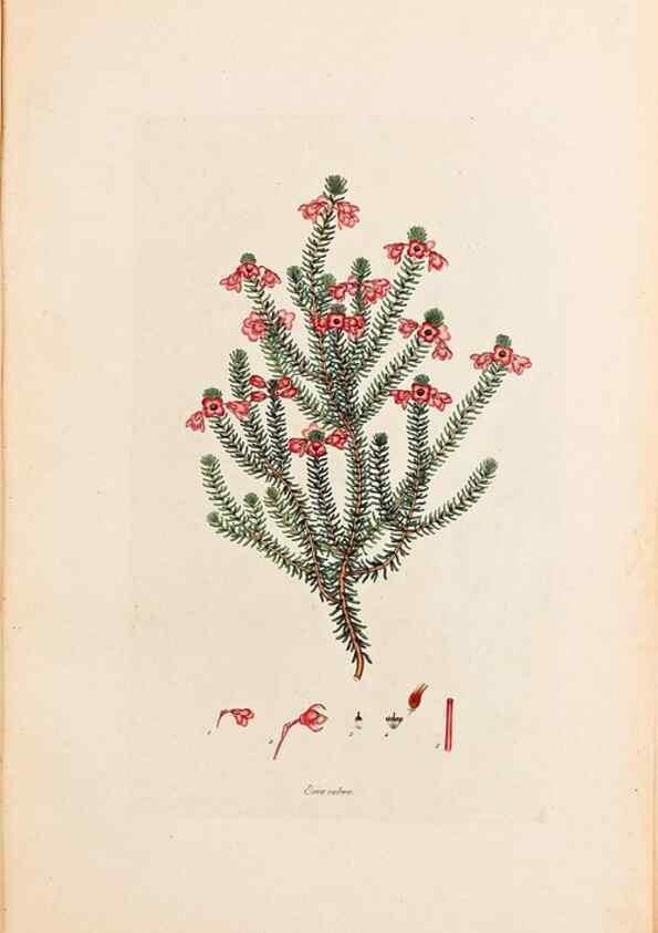 Reproducción/Reproduction 47051138904: Coloured engravings of heaths :. London :Published by the Author. Printed by T. Bensley,1802-09 [1830?]. 