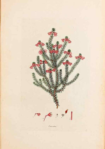 Reproducción/Reproduction 47051138904: Coloured engravings of heaths :. London :Published by the Author. Printed by T. Bensley,1802-09 [1830?]. 