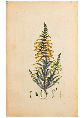 Reproducción/Reproduction 47051139534: Coloured engravings of heaths :. London :Published by the Author. Printed by T. Bensley,1802-09 [1830?]. 