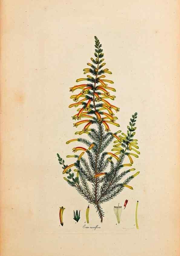 Reproducción/Reproduction 47051139534: Coloured engravings of heaths :. London :Published by the Author. Printed by T. Bensley,1802-09 [1830?]. 