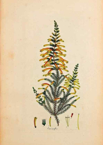Reproducción/Reproduction 47051139534: Coloured engravings of heaths :. London :Published by the Author. Printed by T. Bensley,1802-09 [1830?]. 