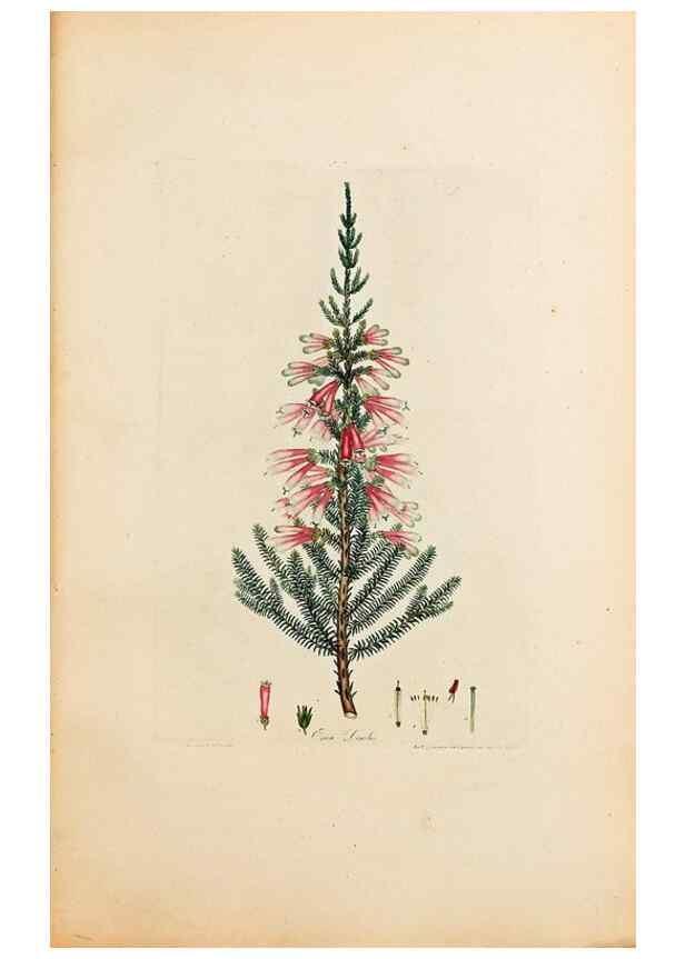 Reproducción/Reproduction 47051140084: Coloured engravings of heaths :. London :Published by the Author. Printed by T. Bensley,1802-09 [1830?]. 