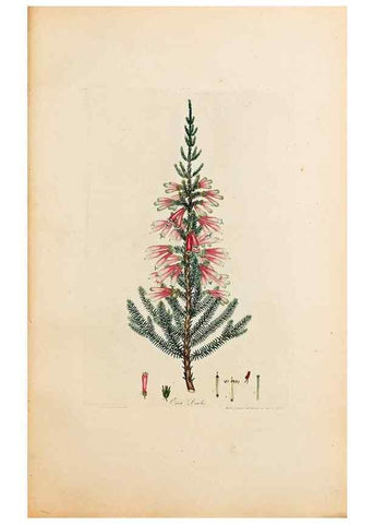 Reproducción/Reproduction 47051140084: Coloured engravings of heaths :. London :Published by the Author. Printed by T. Bensley,1802-09 [1830?]. 