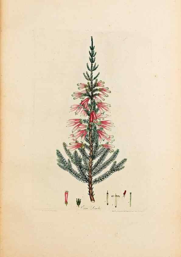 Reproducción/Reproduction 47051140084: Coloured engravings of heaths :. London :Published by the Author. Printed by T. Bensley,1802-09 [1830?]. 