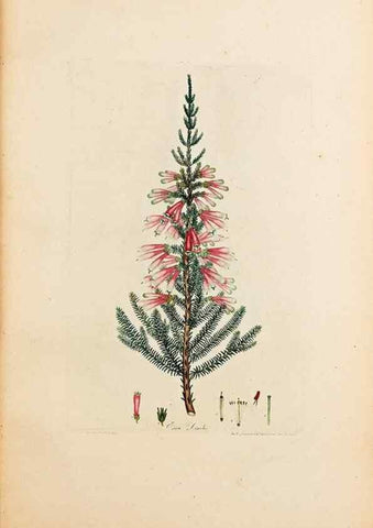 Reproducción/Reproduction 47051140084: Coloured engravings of heaths :. London :Published by the Author. Printed by T. Bensley,1802-09 [1830?]. 