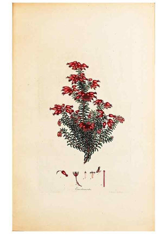 Reproducción/Reproduction 40873964613: Coloured engravings of heaths :. London :Published by the Author. Printed by T. Bensley,1802-09 [1830?]. 