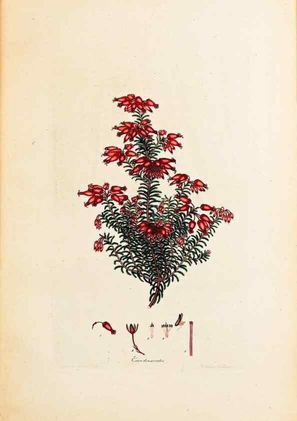 Reproducción/Reproduction 40873964613: Coloured engravings of heaths :. London :Published by the Author. Printed by T. Bensley,1802-09 [1830?]. 