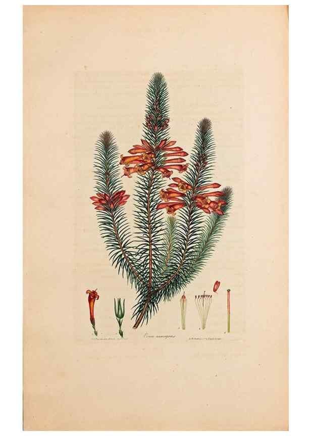Reproducción/Reproduction 46924388935: Coloured engravings of heaths :. London :Published by the Author. Printed by T. Bensley,1802-09 [1830?]. 