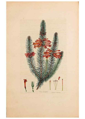 Reproducción/Reproduction 46924388935: Coloured engravings of heaths :. London :Published by the Author. Printed by T. Bensley,1802-09 [1830?]. 