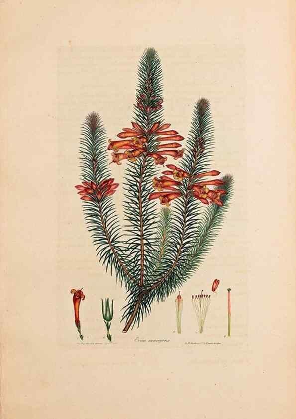 Reproducción/Reproduction 46924388935: Coloured engravings of heaths :. London :Published by the Author. Printed by T. Bensley,1802-09 [1830?]. 